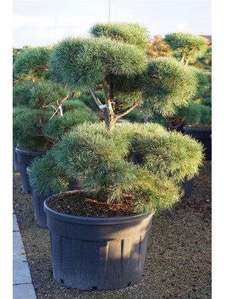 Bonsas Pušis Paprastoji (Lot Pinus sylvestris) C230 100-125CM-BONSAI-SPYGLIUOČIAI