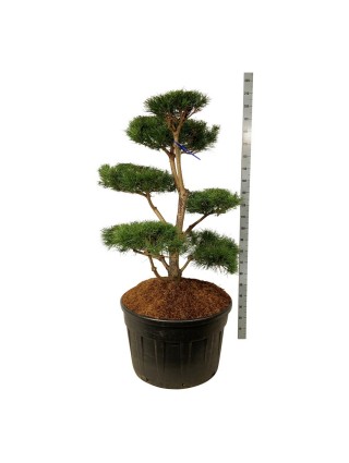 Bonsas Pušis Paprastoji (Lot Pinus sylvestris) C230 100-150CM-BONSAI-SPYGLIUOČIAI