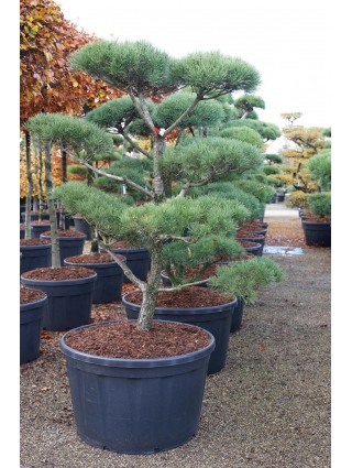 Bonsas Pušis Paprastoji (Lot Pinus sylvestris) C285 150-175CM-BONSAI-SPYGLIUOČIAI