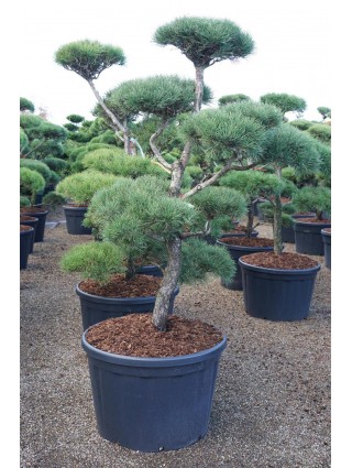 Bonsas Pušis Paprastoji (Lot Pinus sylvestris) C230 150-175CM-BONSAI-SPYGLIUOČIAI