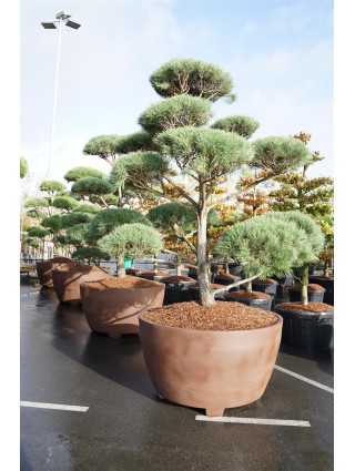 Bonsas Pušis Paprastoji (Lot Pinus sylvestris) C800 250-275CM-BONSAI-SPYGLIUOČIAI