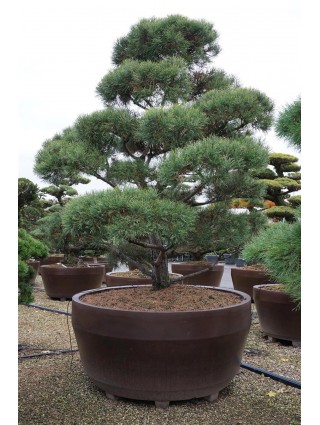 Bonsas Pušis Paprastoji (Lot Pinus sylvestris) C1650 225-250CM-BONSAI-SPYGLIUOČIAI