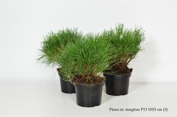 Kalninė Pušis (Lot Pinus Mugo) 'Mughus' C1 10-15CM - nuotrauka 2