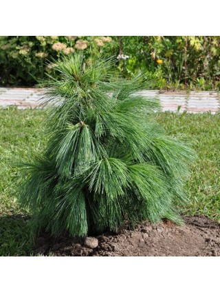 Pušis Šverino (Pinus Schwerinii) 'Wiethorst' C7.