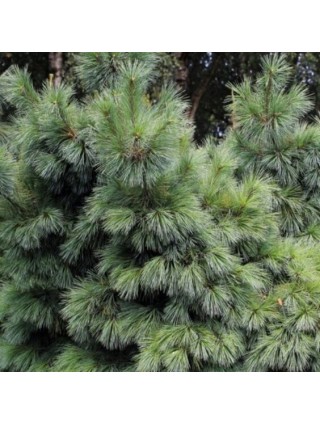Pušis Šverino (Pinus Schwerinii) 'Wiethorst' C5 30-40CM-PUŠYS-SPYGLIUOČIAI