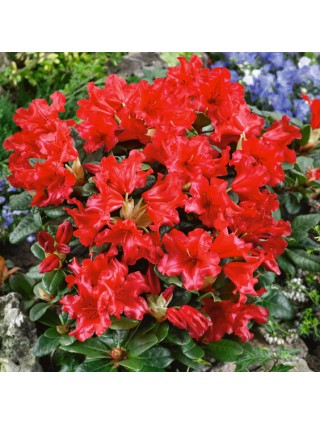Rododendras (Lot Rhododendron) 'Scarlet Wonder' C7.