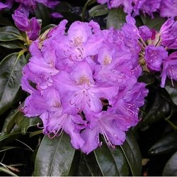 Rododendras (Lot Rhododendron Hybrid) 'Catawbiense Glandiflorum' Dydis C5 40-50CM - nuotrauka 2
