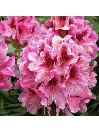 Rododendras (Rhododendron Hybrid) 'COSMOPOLITAN' Dydis C5 40-50CM-RODODENDRAI-KRŪMAI