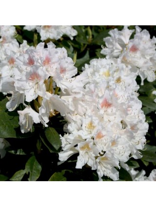 Rododendras Amerikinis (Rhododendron Catawbiense) 'CUNNINGHAM'S WHITE' Dydis C5 40-50CM-RODODENDRAI-KRŪMAI
