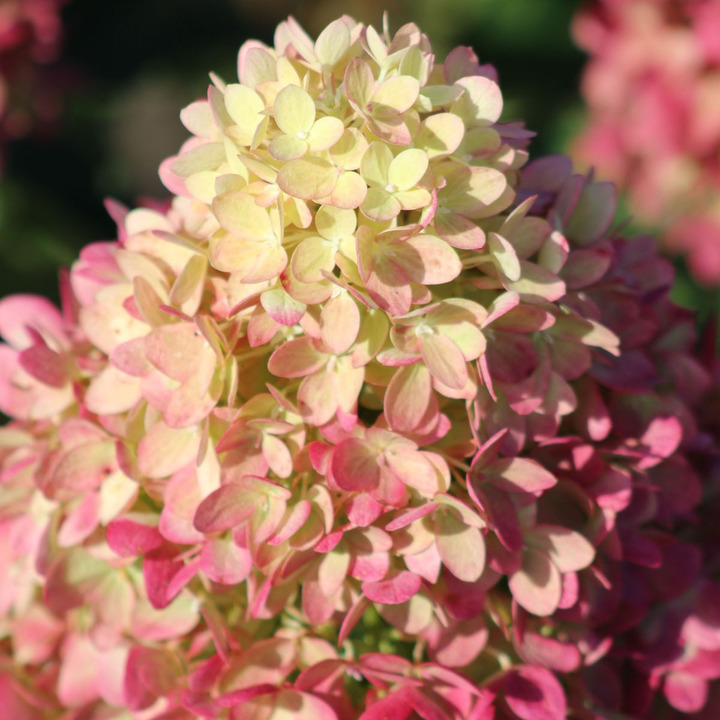 Šluotelinė Hortenzija GARDEN LIGHTS series "PINKLIGHT” C15-GARDENLIGHT® KOLEKCIJA-HORTENZIJOS
