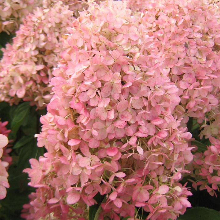 Šluotelinė Hortenzija GARDEN LIGHTS series "PINKLIGHT” C15-GARDENLIGHT® KOLEKCIJA-HORTENZIJOS