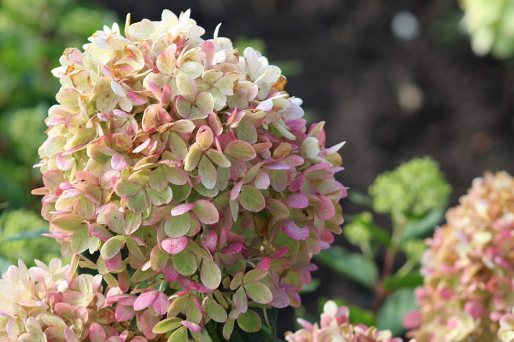 Šluotelinė Hortenzija GARDEN LIGHTS series "PINKLIGHT” C15-GARDENLIGHT® KOLEKCIJA-HORTENZIJOS