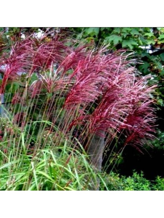 Miskantas Kininis (Lot Miscanthus Sinesis) 'Polonus' Dydis C5-MISKANTAI-SMILGOS - VARPINIAI AUGALAI