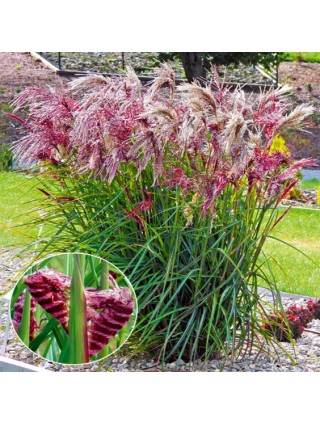 Miskantas Kininis (Lot Miscanthus Sinesis) 'Polonus' Dydis C5-MISKANTAI-SMILGOS - VARPINIAI AUGALAI