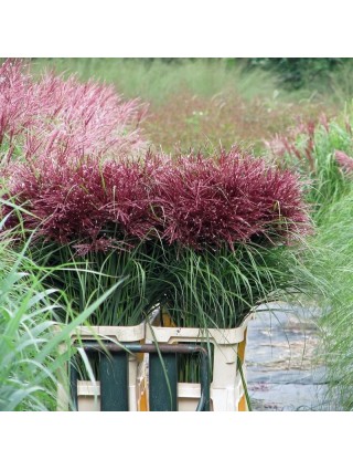 Miskantas Kininis (Lot Miscanthus Sinesis) 'Polonus' Dydis C5-MISKANTAI-SMILGOS - VARPINIAI AUGALAI