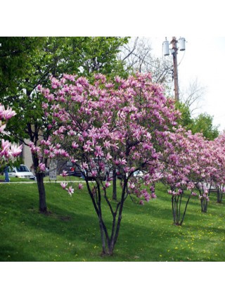 Magnolija (Lot Magnolia) 'BETTY' C5 50-70CM-MAGNOLIJOS-KRŪMAI