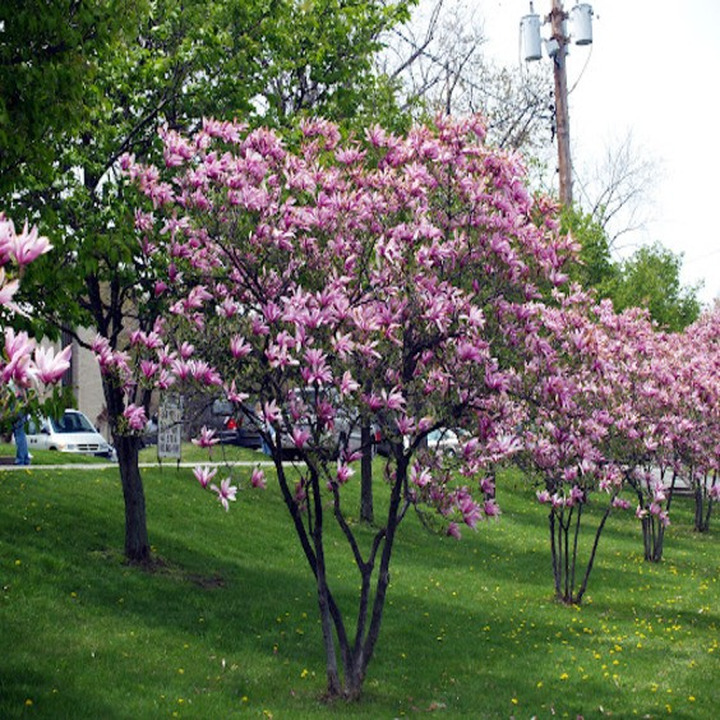 Magnolija (Lot Magnolia) 'BETTY' C5 50-70CM-MAGNOLIJOS-KRŪMAI