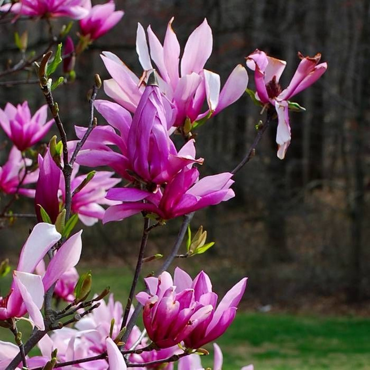 Magnolija (Lot Magnolia) 'BETTY' C5 50-70CM-MAGNOLIJOS-KRŪMAI