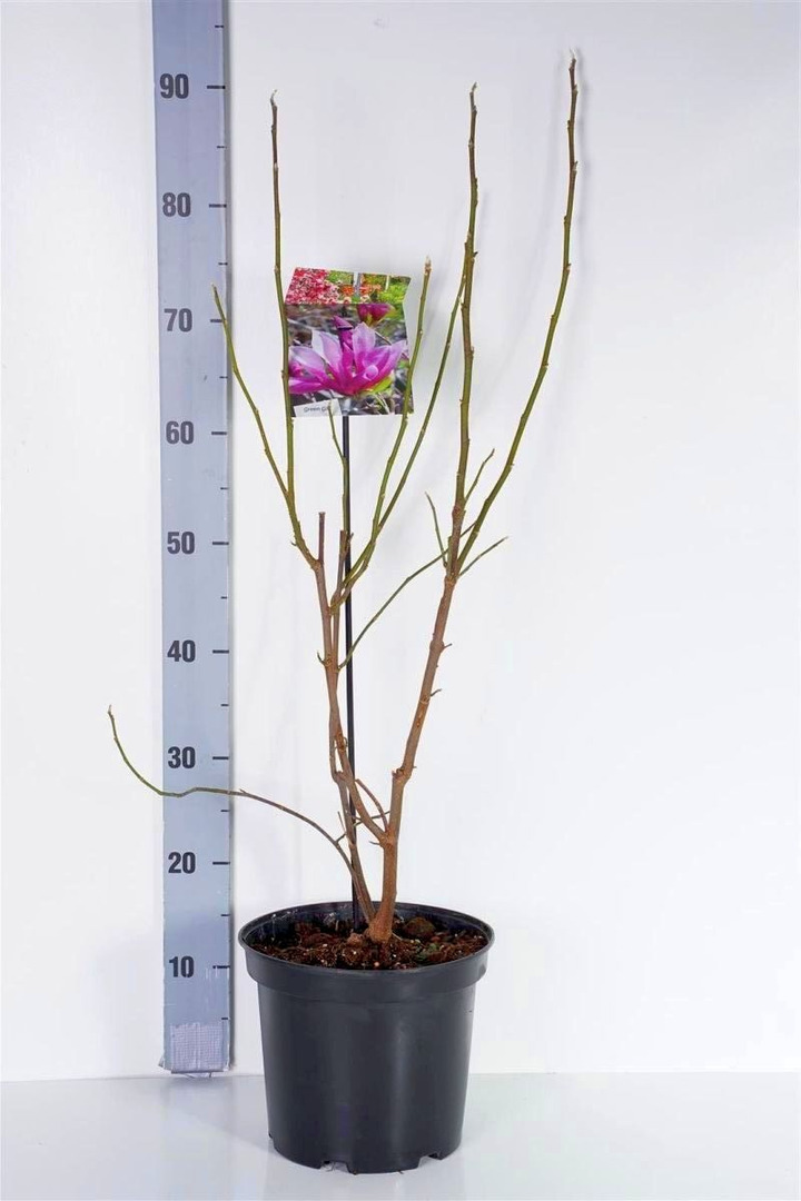 Magnolija (Lot Magnolia) 'BETTY' C5 50-70CM-MAGNOLIJOS-KRŪMAI