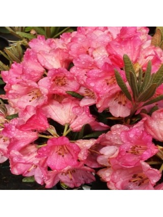 Rododendras (Lot Rhododendron) 'Wine and Roses' Dydis C5- 5L VAZONE-RODODENDRAI-KRŪMAI