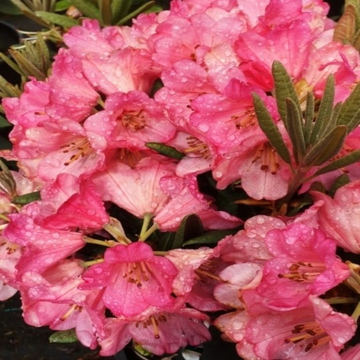 Rododendras (Lot Rhododendron) 'Wine and Roses' Dydis C5- 5L VAZONE-RODODENDRAI-KRŪMAI