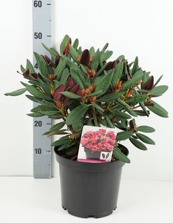 Rododendras (Lot Rhododendron) 'Wine and Roses' Dydis C5- 5L VAZONE - nuotrauka 2