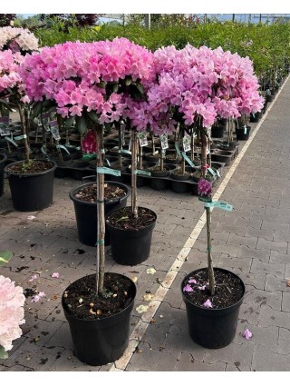 Rododendras (Lot Rhododendron) 'Kalinka' PA80 C15-RODODENDRAI-KRŪMAI