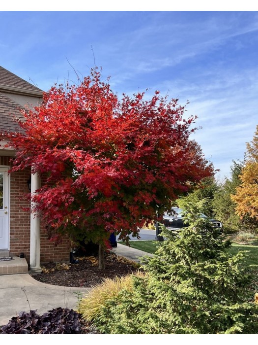 Klevas Korėjinis (Acer Pseudosieboldianum) 'North Wind'® (Jack Frost) C5 110-130CM-KLEVAI-MEDŽIAI