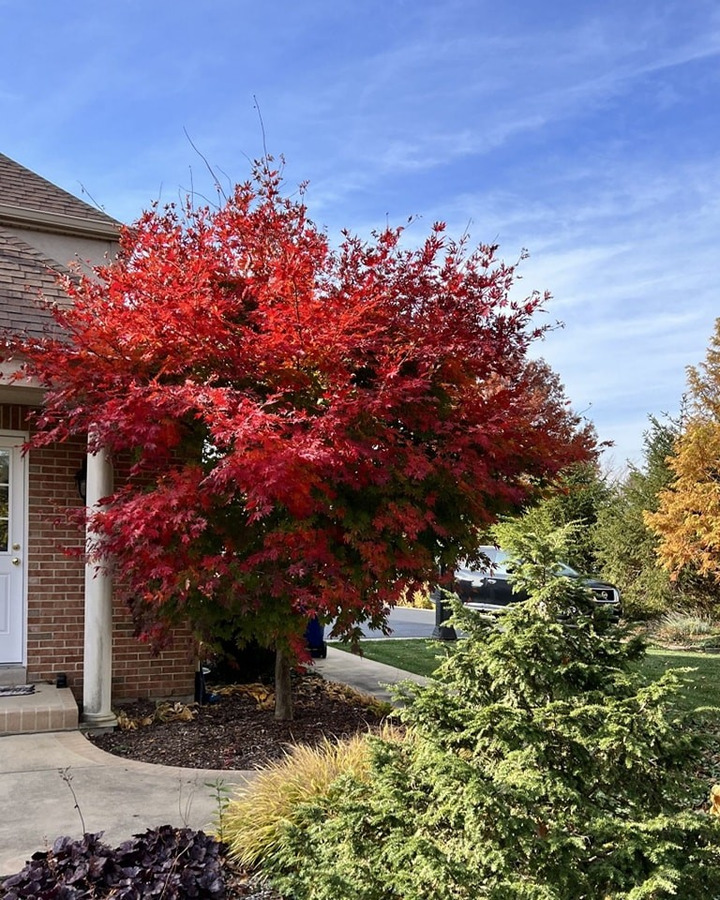 Klevas Korėjinis (Acer Pseudosieboldianum) 'North Wind'® (Jack Frost) C5 110-130CM-KLEVAI-MEDŽIAI
