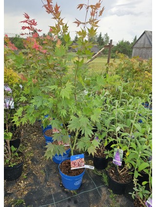 Klevas Korėjinis (Acer Pseudosieboldianum) 'North Wind'® (Jack Frost) C5 110-130CM-KLEVAI-MEDŽIAI