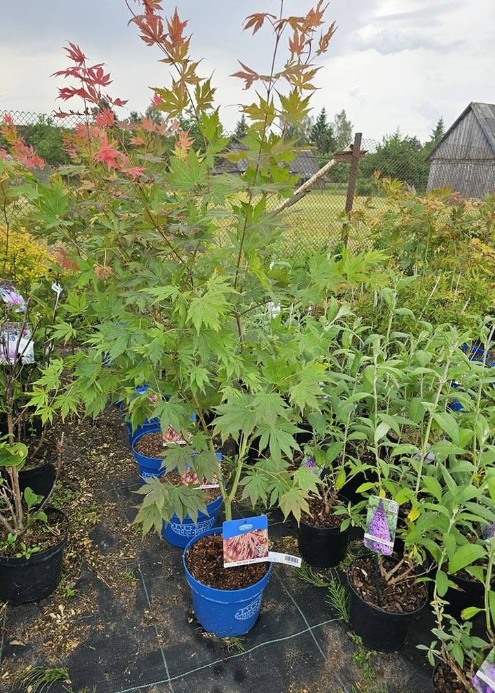 Klevas Korėjinis (Acer Pseudosieboldianum) 'North Wind'® (Jack Frost) C5 110-130CM-KLEVAI-MEDŽIAI