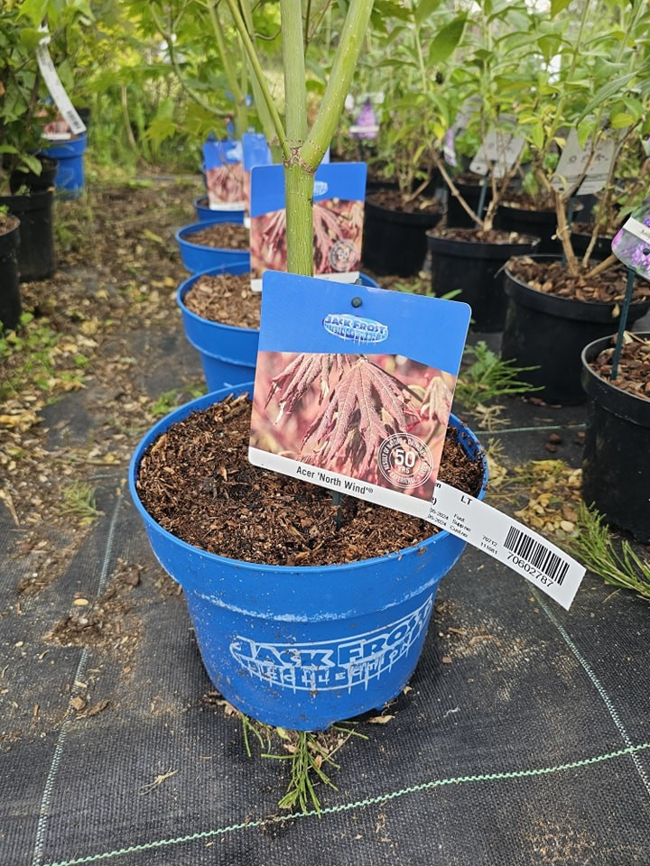 Klevas Korėjinis (Acer Pseudosieboldianum) 'North Wind'® (Jack Frost) C5 110-130CM-KLEVAI-MEDŽIAI