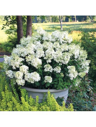 Šluotelinė Hortenzija (Hydrangea Paniculata) BOBO 'ILVOBO' PBR Dydis C3-ŠLUOTELINĖS HORTENZIJOS-HORTENZIJOS