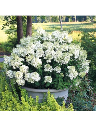 Šluotelinė Hortenzija (Lot Hydrangea Paniculata) 'Bobo'® Dydis C3-C10-HORTENZIJOS-KRŪMAI