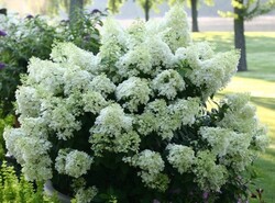 Šluotelinė Hortenzija (Hydrangea Paniculata) BOBO 'ILVOBO' PBR Dydis C3 - nuotrauka 3