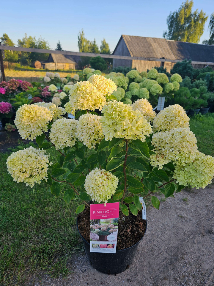 Šluotelinė Hortenzija GARDEN LIGHTS series "PINKLIGHT” C15-GARDENLIGHT® KOLEKCIJA-HORTENZIJOS