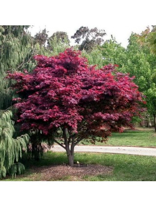 Klevas Plaštakiškasis (Lot Acer Palmatum) 'ATROPURPUREUM'-KLEVAI-MEDŽIAI