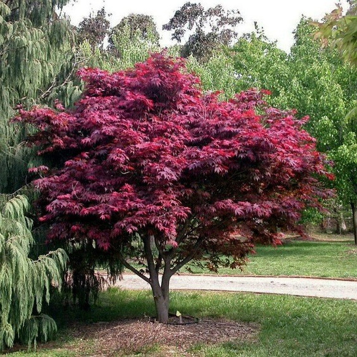 Klevas Plaštakiškasis (Lot Acer Palmatum) 'ATROPURPUREUM'-KLEVAI-MEDŽIAI