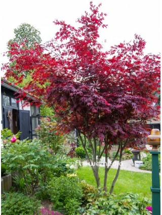 Klevas Plaštakiškasis (Lot Acer Palmatum) 'ATROPURPUREUM'-KLEVAI-MEDŽIAI