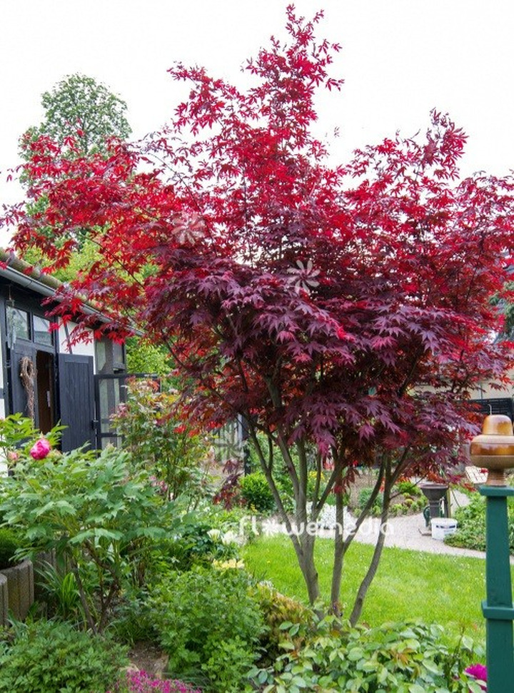 Klevas Plaštakiškasis (Lot Acer Palmatum) 'ATROPURPUREUM'-KLEVAI-MEDŽIAI