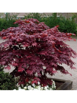 Klevas Plaštakiškasis (Lot Acer Palmatum) 'ATROPURPUREUM'-KLEVAI-MEDŽIAI