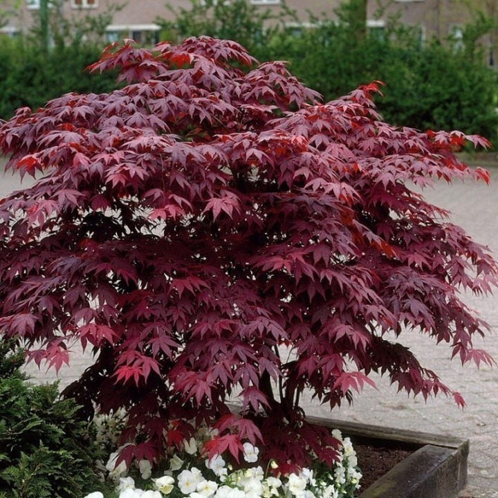 Klevas Plaštakiškasis (Lot Acer Palmatum) 'ATROPURPUREUM'-KLEVAI-MEDŽIAI