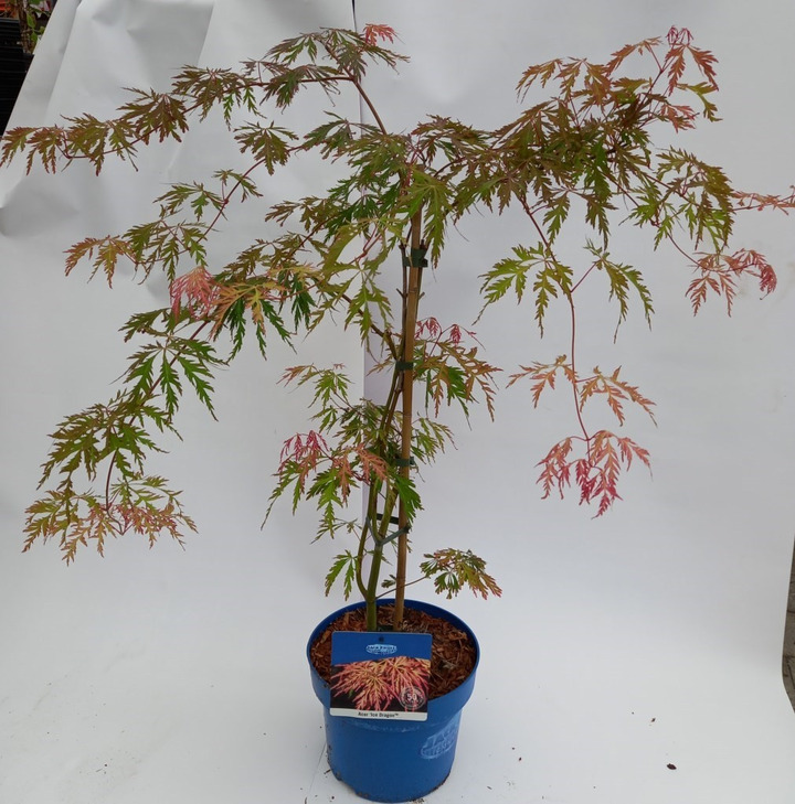 Klevas Korėjinis (Lot Acer Pseudosieboldianum) Ice Dragon'® (Jack Frost) C5 70-80CM-KLEVAI-MEDŽIAI