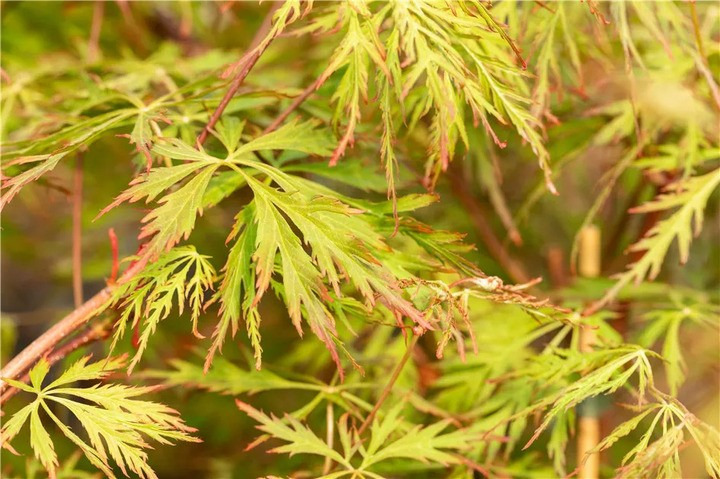 Klevas Korėjinis (Lot Acer Pseudosieboldianum) Ice Dragon'® (Jack Frost) C5 70-80CM-KLEVAI-MEDŽIAI