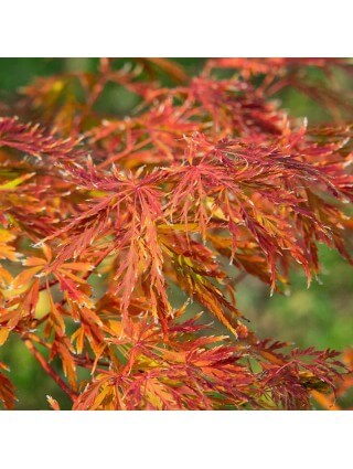 Klevas Korėjinis (Lot Acer Pseudosieboldianum) Ice Dragon'® (Jack Frost) C5 70-80CM-KLEVAI-MEDŽIAI