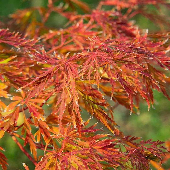 Klevas Korėjinis (Lot Acer Pseudosieboldianum) Ice Dragon'® (Jack Frost) C5 70-80CM-KLEVAI-MEDŽIAI