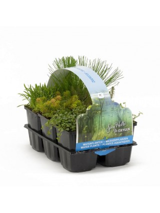 30020 Zuurstof Waterplants (Lot 30020 Zuurstof Waterplants) SIXPACK 6-PACK-VANDENS IR PAKRANČIŲ AUGALAI-AUGALAITAU