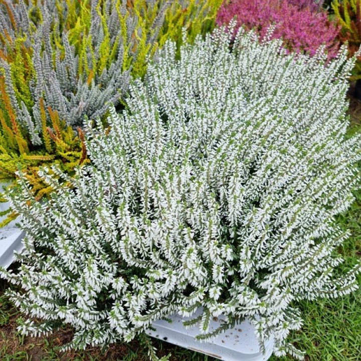 Viržis (Lot. Calluna Vulgaris) GARDEN GIRL ''BETTY''-VIRŽIAI-DAUGIAMETĖS GĖLĖS
