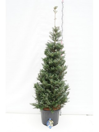 Kėnis korėjinis (Lot Abies koreana) C65 175-200 CM-KĖNIAI-SPYGLIUOČIAI