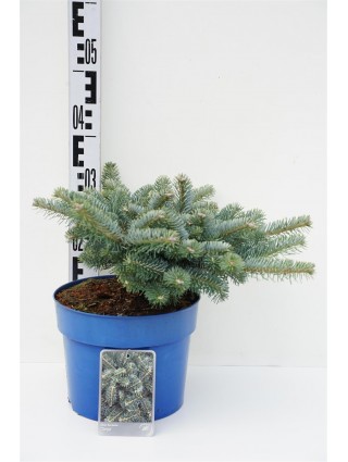 Kėnis korėjinis (Lot Abies koreana) 'Tanja' C5/P23 30-40 CM-KĖNIAI-SPYGLIUOČIAI